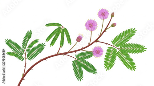 Foto Sensitive Plant Mimosa Pudica with Pink Fluffy Flowers