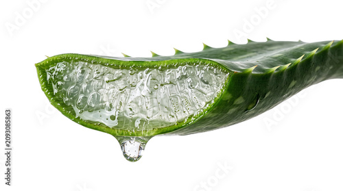 Fresh aloe vera leaf cross section with dripping clear gel, green succulent plant slice for skincare and cosmetics, medicinal herb on white background