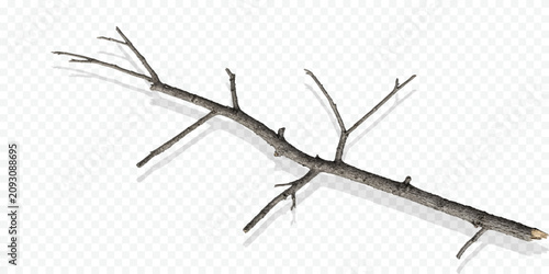 Photos Isolated bare tree branch with rough textured bark isolated textured botanical w