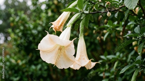 Delicate pale trumpet-shaped flowers hanging from a branch in soft natural light.