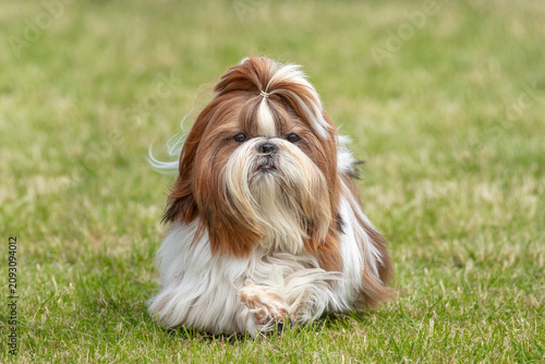 Shih Tzu dog walking towards the camera