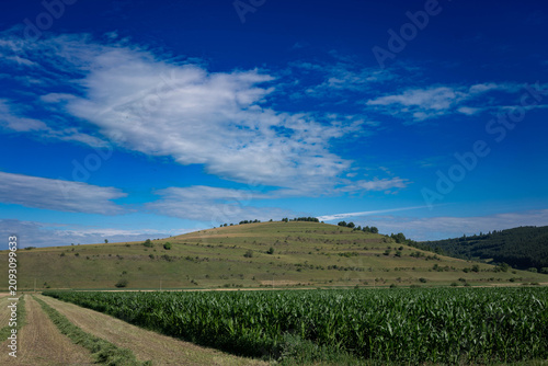 Agricultural landscape, rolling hills, cornplantation,dryingfreshly cutted grass.