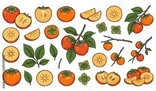 Canvas Print Hand drawn Fuyu persimmon kaki vector set with whole sliced and fresh fruit isol