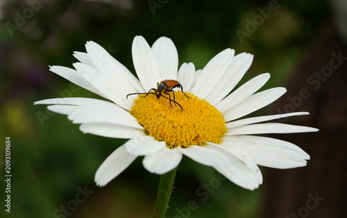Bild auf Leinwand longhorn beetle on daisy