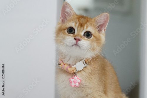 Adorable orange kitten with big eyes, pink nose, and soft fur wearing pastel collar with flower charm, sitting indoors and looking curiously at camera