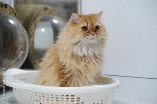 Fluffy orange cat long hair sitting in white plastic laundry basket indoor curious expression domestic pet cute relaxed home environment