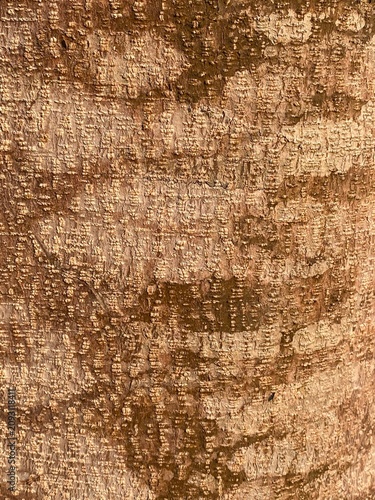 Close-up Detail of Weathered Tree Bark Texture with Lichen