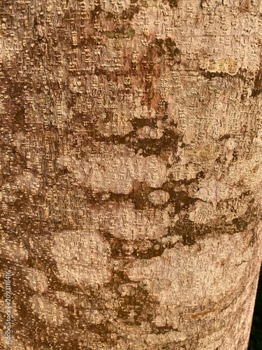 Close-up Detail of Weathered Tree Bark Texture with Lichen