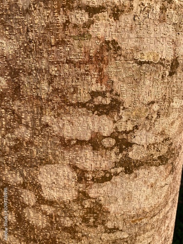 Close-up Detail of Weathered Tree Bark Texture with Lichen