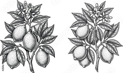 Hand drawn lemon branches vector set with detailed citrus fruits leaves and blooming flowers isolated on white background