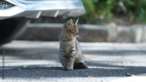 Photography One adorable wild cat sitting in the garden for resting