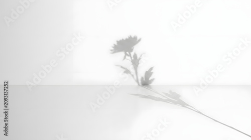 Minimalist flower shadow on white wall