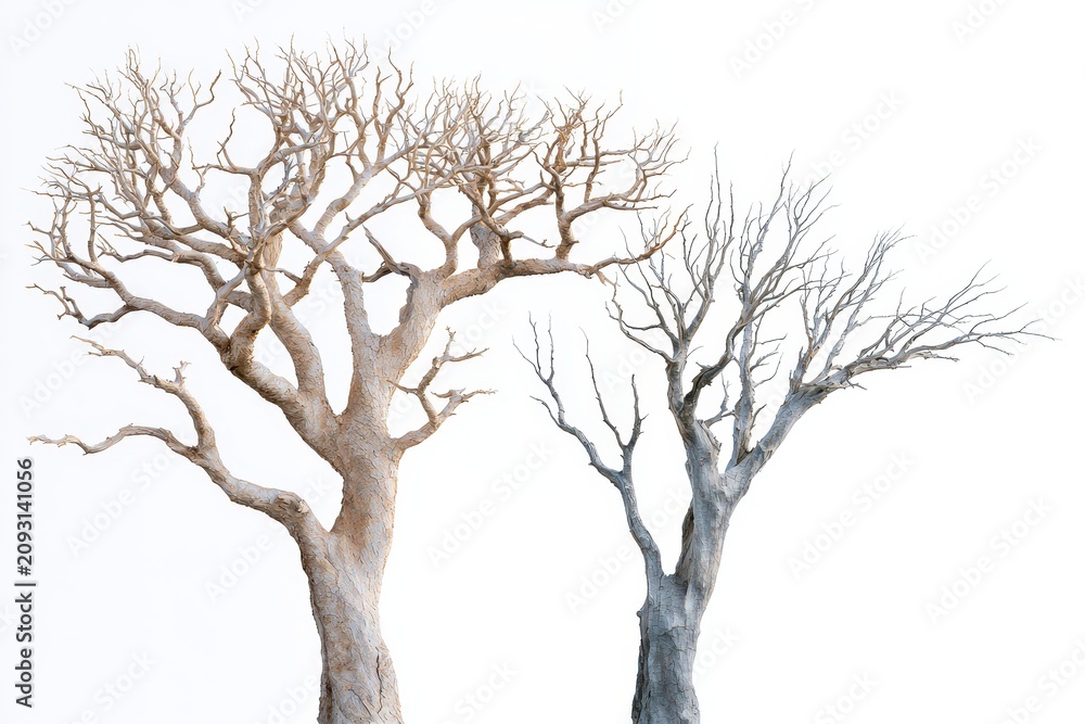Fototapeta premium Two bare trees with different bark textures isolated on white background