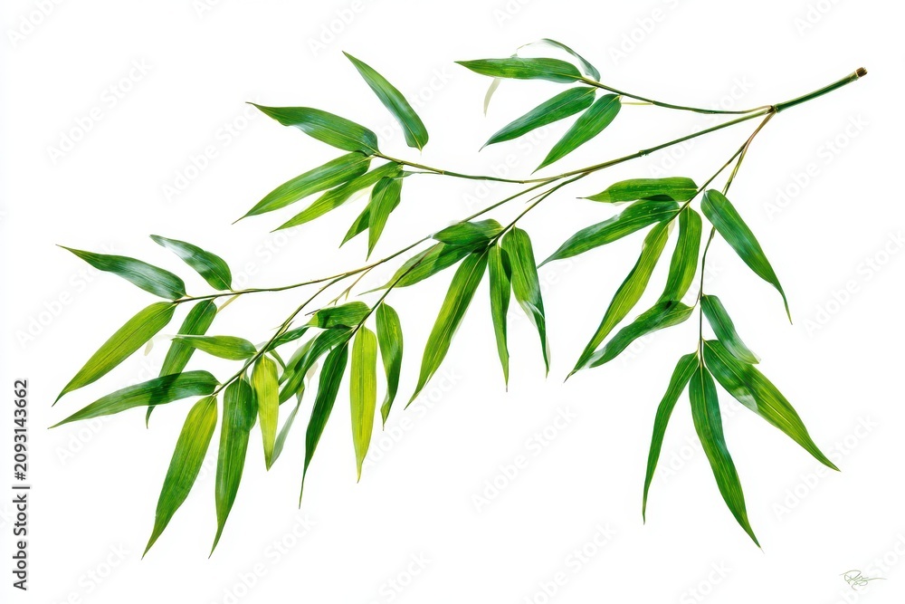 Fototapeta premium Fresh green bamboo leaves branch isolated on white background