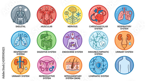 Foto Human Body Systems Anatomy - Medical Diagram Icons