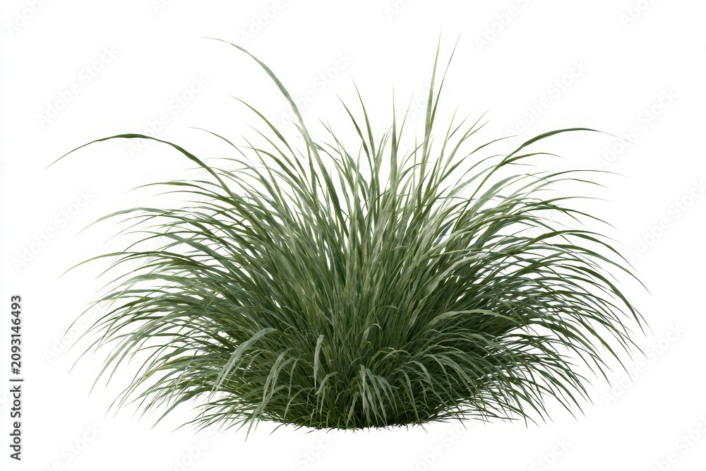 Fototapeta premium Ornamental grass bush isolated on white background