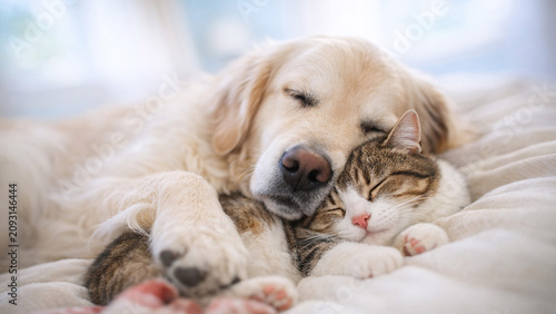 Cute scene of a dog and a cat napping together.