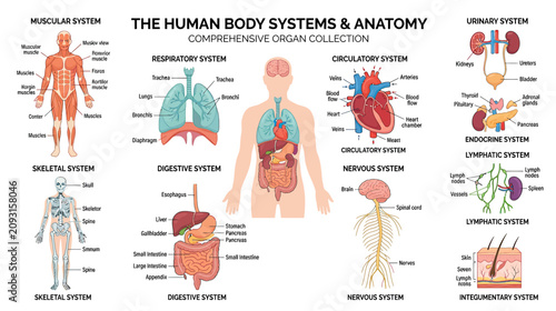 Quadro su tela Human Body Systems and Anatomy - Comprehensive Organ Collection