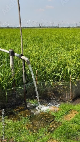 Irrigation of rice fields using pump wells with the technique of pumping water from the ground to flow into the rice fields. The pumping station where water is pumped from a irrigation canal system.