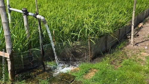 Irrigation of rice fields using pump wells with the technique of pumping water from the ground to flow into the rice fields. The pumping station where water is pumped from a irrigation canal system.
