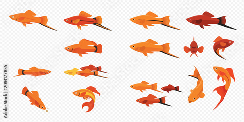 Tableau sur toile Set of colorful aquarium fish, including swordtail, koi, and other decorative species, isolated on a transparent background