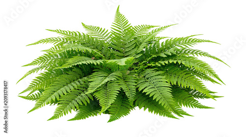 Canvastavla Lush green fern plant with delicate fronds