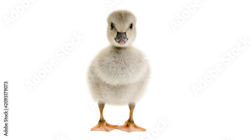 Obraz na plátně Fluffy light gray baby goose with pink beak and orange feet