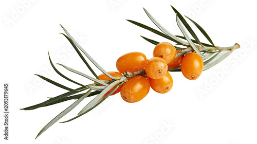 Canvas Print Sea buckthorn berries on branch with green leaves