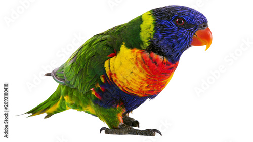 Canvastavla Rainbow Lorikeet parrot with vibrant plumage
