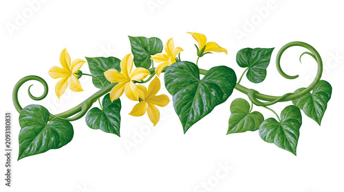 Tableau sur toile Green vine with yellow flowers and heart-shaped leaves