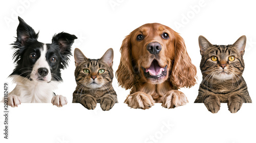 Картината върху платно Border Collie dog and tabby cats with golden retriever dog peeking over edge