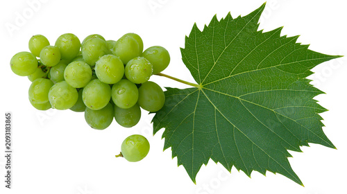Tableau sur toile Green grapes with water drops and leaf