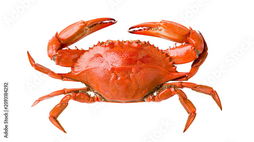 Foto Whole cooked red crab with claws raised
