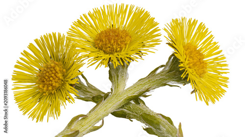 Bild auf Leinwand Three yellow coltsfoot flowers with fuzzy stems
