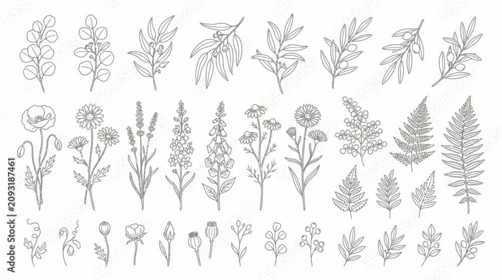 Fototapeta premium Botanical line art collection. Minimalist floral vector illustrations. Elegant nature design set.