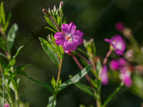 Hairy fireweed , or shaggy fireweed ( Latin- Epilobium hirsútum ) is a herbaceous plant , a species of the genus Fireweed of the family Onagraceae