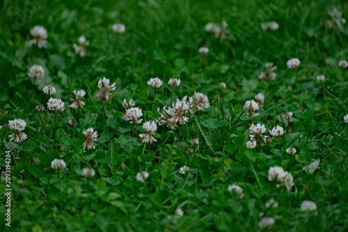 Clover flower, flowering  white clower in meadow, beautiful nature in spring