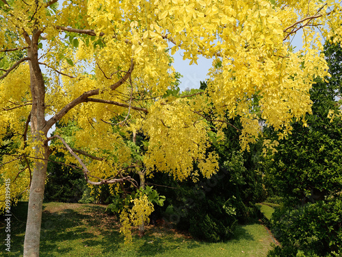 Foto Road through Cassia fistula flower in Thailand