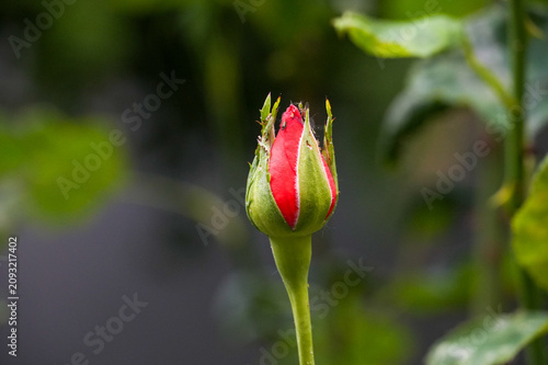 Fotografie Red rose on a green background. Close-up, selective focus.