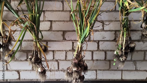 Drying dug garlic in the shade of a barn
