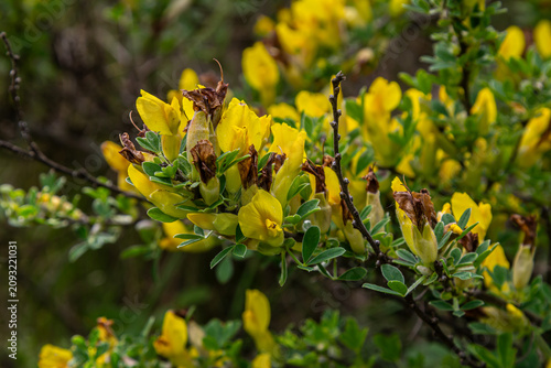 Bright yellow flowers of the Siberian Peashrub bloom abundantly on a hardy shrub in a sunny garden during springtime