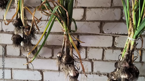 Drying dug garlic in the shade of a barn
