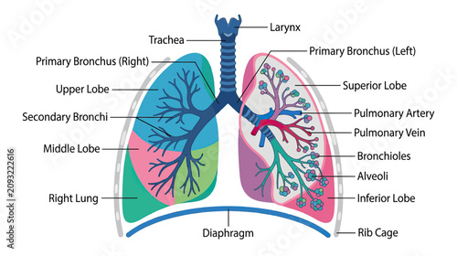 Obraz na płótnie Human Respiratory System Anatomy Diagram - Lungs, Bronchi, Alveoli, Diaphragm