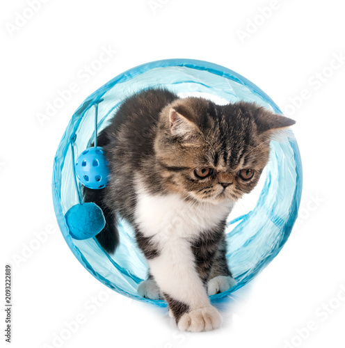 Cuadro en lienzo exotic shorthair kitten