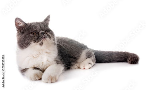 Foto exotic shorthair kitten