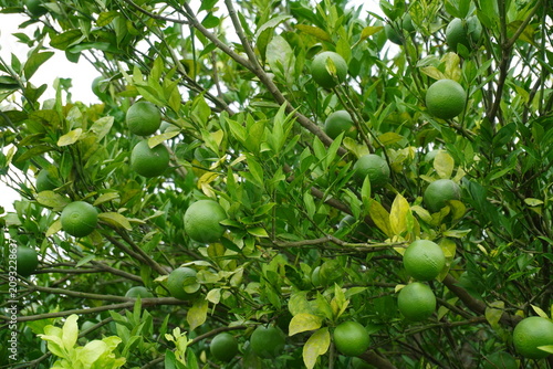 Citrus Tree Bearing Clusters of Unripe Green Fruits Amid Lush Foliage