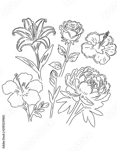 Fotografi hand drawn flowers lili rose peony in one frame beautifull gorgeous sweet and bl