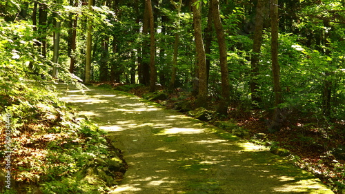 Принти на полотні Winding Paved Path Through Dense Green Forest with Dappled Sunlight