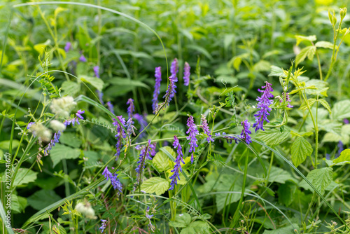 Foto Tufted vetch, Vicia cracca, produces slender racemes of purple pea-shaped flowers among grasses, bramble leaves and curling tendrils