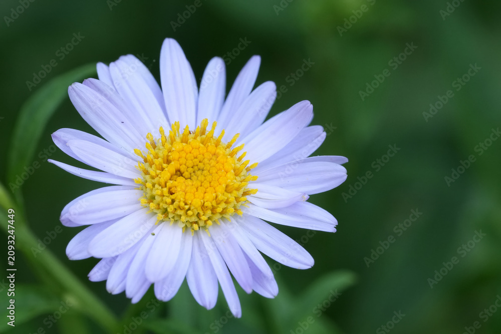 Fototapeta premium Close-up of a delicate light purple flower with a bright yellow center, soft focus green background, tranquil